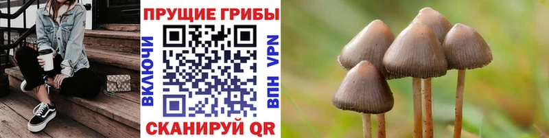 купить наркотик  Советск  Псилоцибиновые грибы Psilocybe 